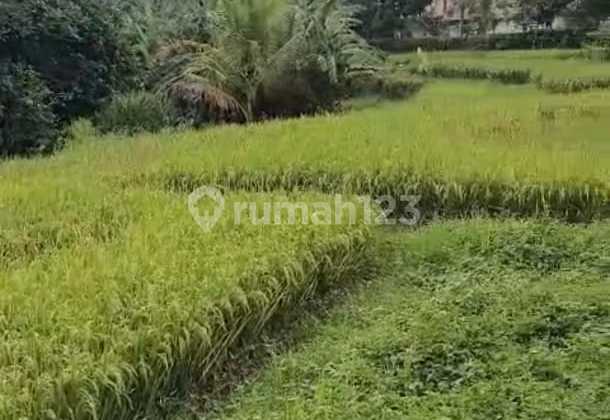 Disewakan Tanah 30 Tahun - Ubud, View Sawah, International School