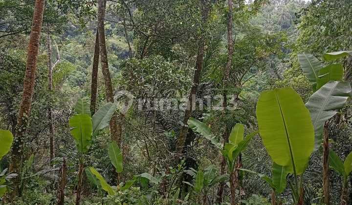 Land in Payangan Gianyar Bali Close to Nature & Quiet Land in Payangan Gianyar Bali Close to Nature & Quiet
