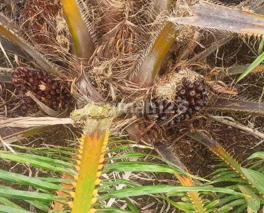 Tanah dengan Tanaman Kelapa Sawit Dibengkalis Riau 17 Hektar