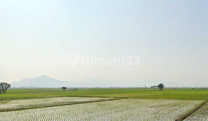 Dijual Tanah Sawah Produktifsetahun Panen 3X Dijual Tanah Sawah Produktifsetahun Panen 3X
