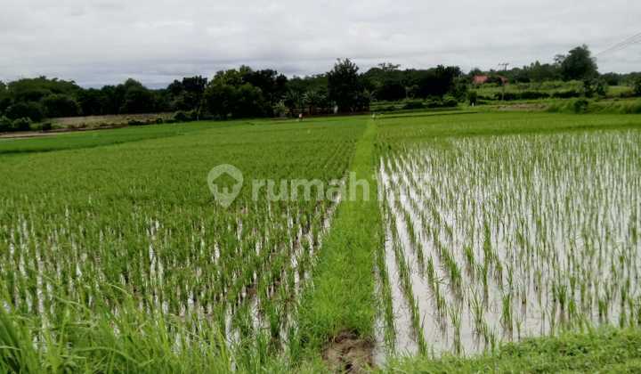 Dijual Sawah Area Subang Smartpolitan