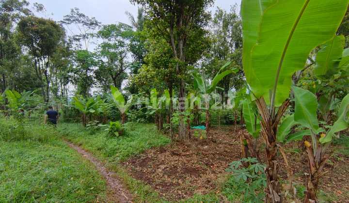 Jual : Tanah Jatinangor, Area Tanjungsari (Samping Perumahan) Jual : Tanah Jatinangor, Area Tanjungsari (Samping Perumahan)