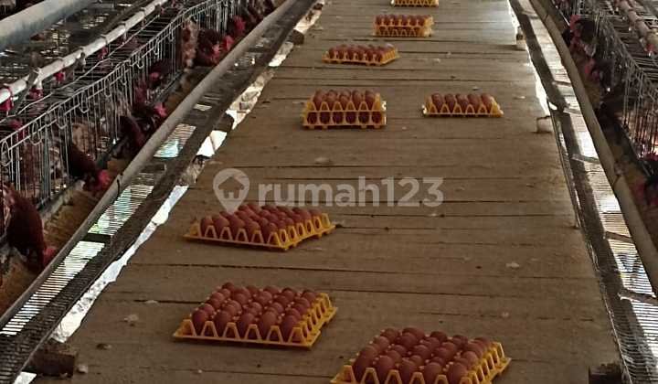 Dijual Rumah dan Kandang Ayam Petelur Masih Aktif