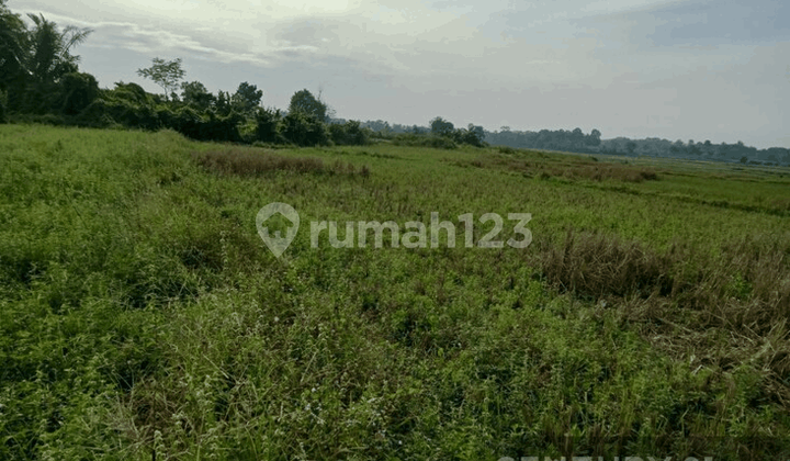 Sawah Land Sukarame Cikeusal Negotiable Until Deal
