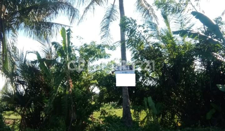 Tanah Kalitimbang Cibeber Nego Sampai Deal Tanah Kalitimbang Cibeber Nego Sampai Deal