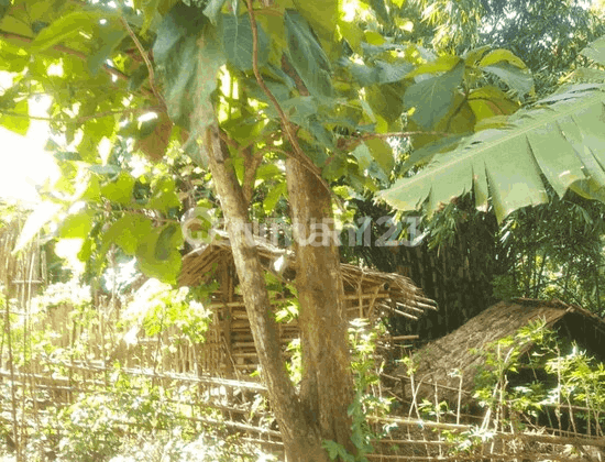 Tanah Kebon Luas di Anyer Harga Miring Nego Tanah Kebon Luas di Anyer Harga Miring Nego