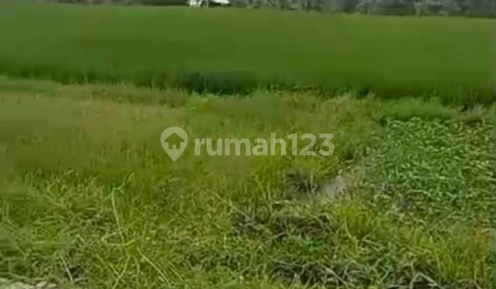 Tanah Carik Luas Strategis Akses Kenderaan di Gulingan, Mengwi Tanah Carik Luas Strategis Akses Kenderaan di Gulingan, Mengwi