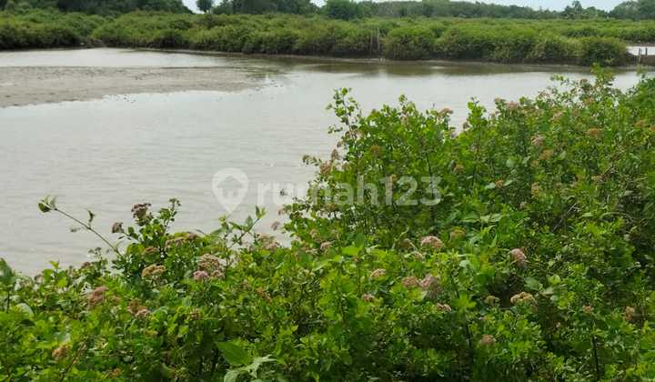 X Shrimp Pond 35 K per m² Bancaran Bangkalan Near River, Sea X Shrimp Pond 35 K per m² Bancaran Bangkalan Near River, Sea
