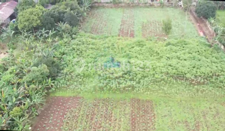 Disewakan Tanah di Desa Dangdang, Cisauk, Tangerang