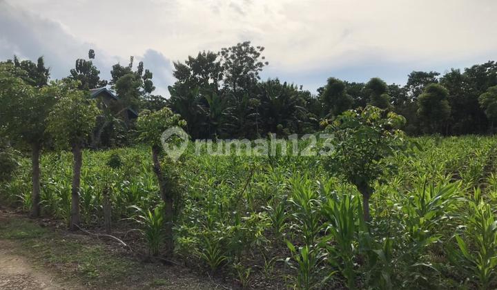 Dijual Tanah 1.773 M² di Kadipada Sumba Barat Daya - Cocok Investasi, Harga Nego