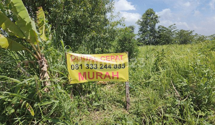 Tanah Strategis Purwosari - Dekat Kebun Raya Purwodadi & Tol