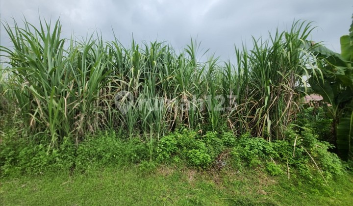Tanah Produktif Investasi Jangka Panjang Dekat Pabrik Rambak