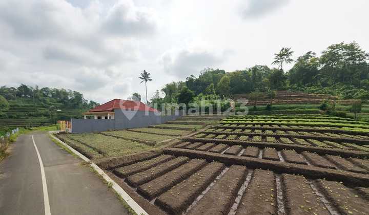 Fertile Garden Nice View Fertile Garden Nice View