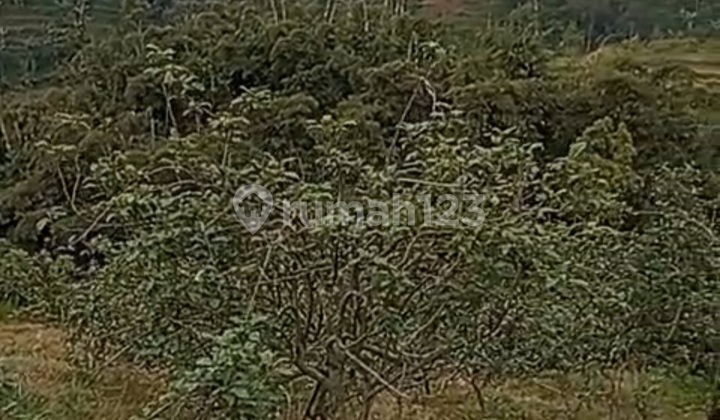 Productive Apple and Orange Orchard Productive Apple and Orange Orchard