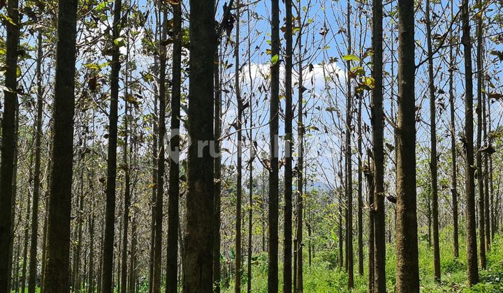 Tanah Plus 1400 Pohon Jati Dijual