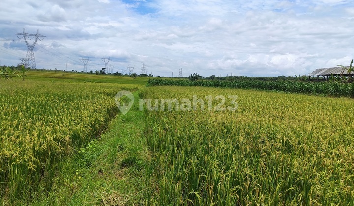 Di Jual Tanah,Di Desa Ngimbang Lamongan Di Jual Tanah,Di Desa Ngimbang Lamongan