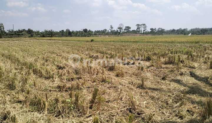 Land for Sale, in Lawanganagung Sugio Lamongan Land for Sale, in Lawanganagung Sugio Lamongan