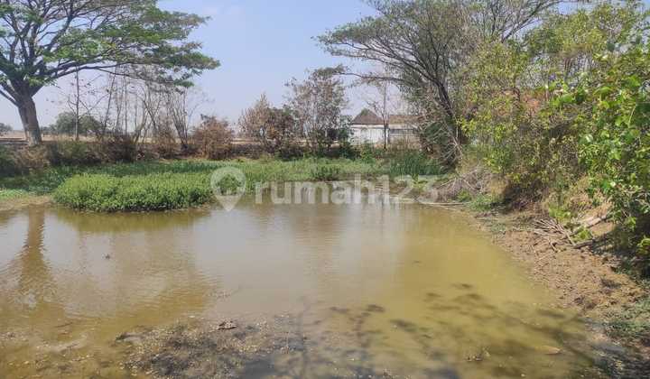 Di Jual Tanah di Desa Beru Sarirejo Lamongan