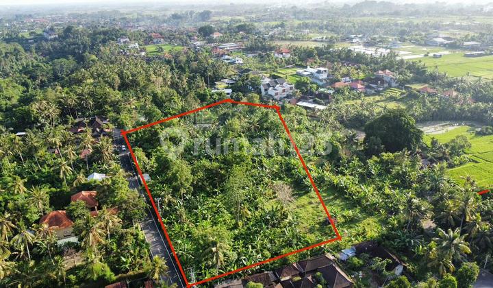 Onsale Tanah Berlokasi di Singakerta, Ubud, Gianyar.