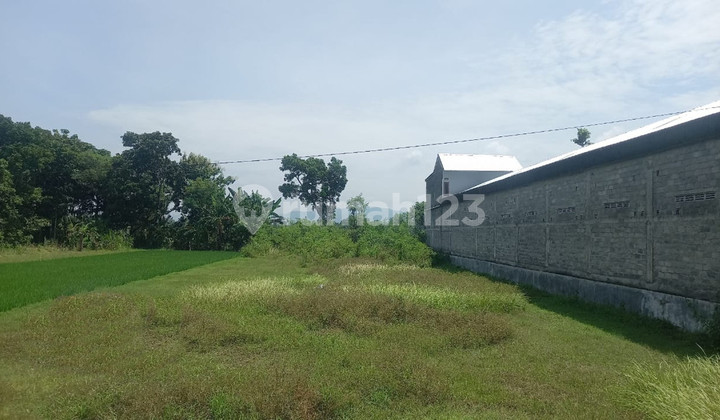 Dijual Tanah Sawah 1059 Meter Persegi Strategis Zona Kuning, bisa Dikeringkan, Patalan, Jetis, Bantul