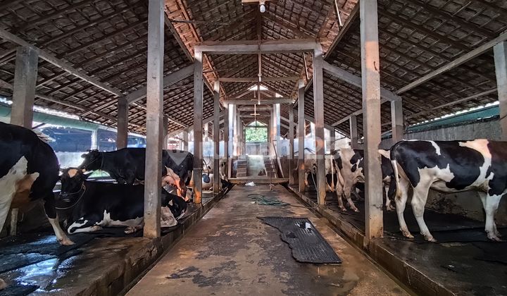 Lahan Peternakan Sapi dan Operasional Usahanya di Pondok Rangon Lahan Peternakan Sapi dan Operasional Usahanya di Pondok Rangon