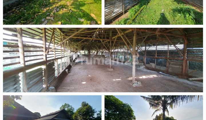 Tanah Murah Lengkap Kandang Ayam di Putat Nugug Ciseeng