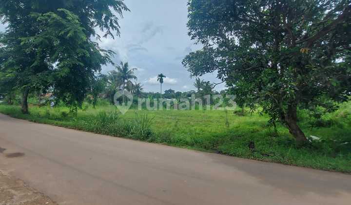 Tanah Bekas Peternakan Ayam dan Empang di Pabuaran Kemang Bogor Tanah Bekas Peternakan Ayam dan Empang di Pabuaran Kemang Bogor