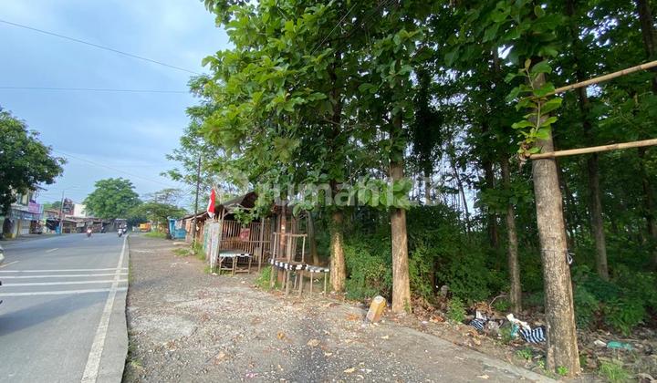 Tanah Patebon Pinggir Jalan Ada Pohon Jati Tanah Patebon Pinggir Jalan Ada Pohon Jati