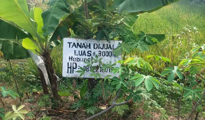 For Sale Strategic Land Near Ngawi Toll Exit