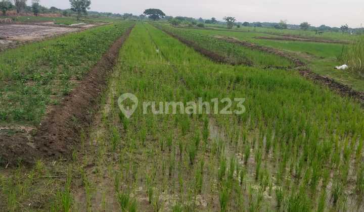 Di Jual Tanah Sawah Aktif di Dawar Blandong, Mojokerto Di Jual Tanah Sawah Aktif di Dawar Blandong, Mojokerto