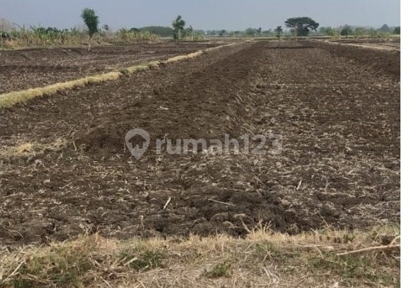 Dijual Tanahpertanian Aktif di Dawarblandong, Mojokerto