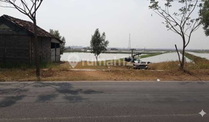 Dijual Murah Tanah Tambak Nol Jalan Raya Jawar Benowo Surabaya Dijual Murah Tanah Tambak Nol Jalan Raya Jawar Benowo Surabaya