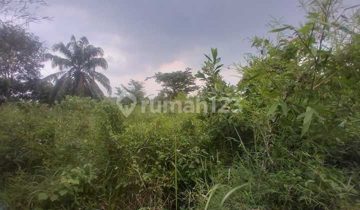 Cheap Land in Talang Kelapa Area, Banyuasin Cheap Land in Talang Kelapa Area, Banyuasin