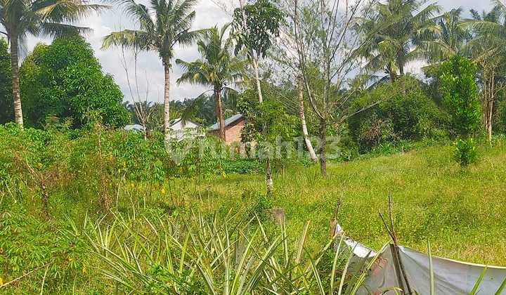 Tanah Murah di Daerah Sei Bingai, Langkat