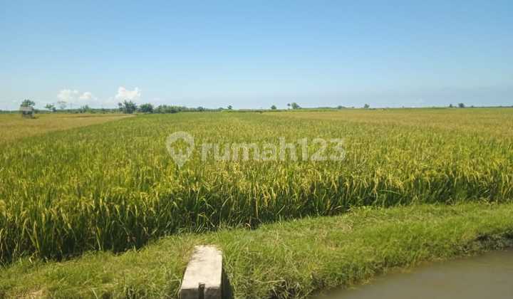 Tanah Murah di Daerah Mangaran, Situbondo