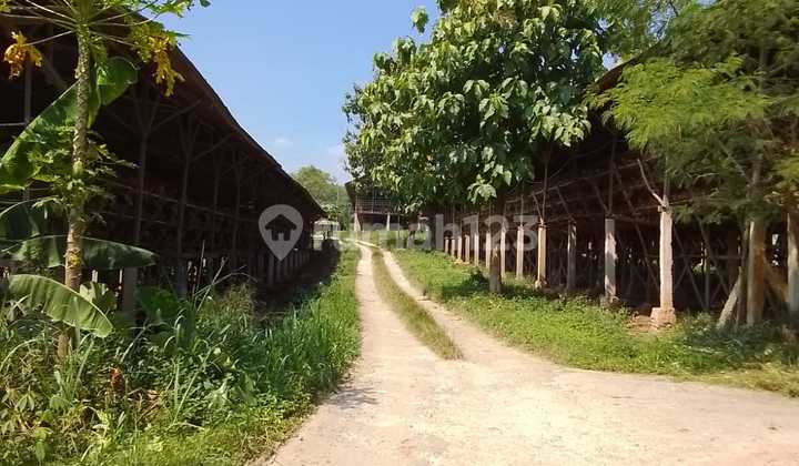 For Sale: Active Laying Hen Farm For Sale: Active Laying Hen Farm