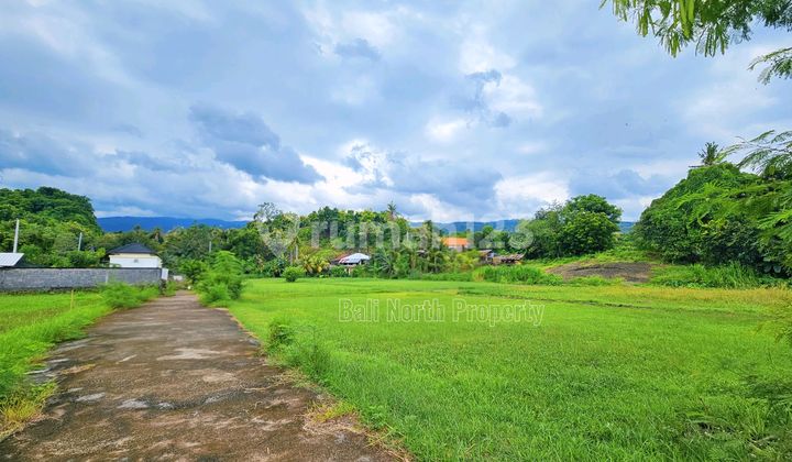 Premium Land For Sale In Lovina At The North Of Bali Premium Land For Sale In Lovina At The North Of Bali