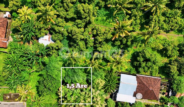 Premium Land For Sale In Lovina North Bali Premium Land For Sale In Lovina North Bali