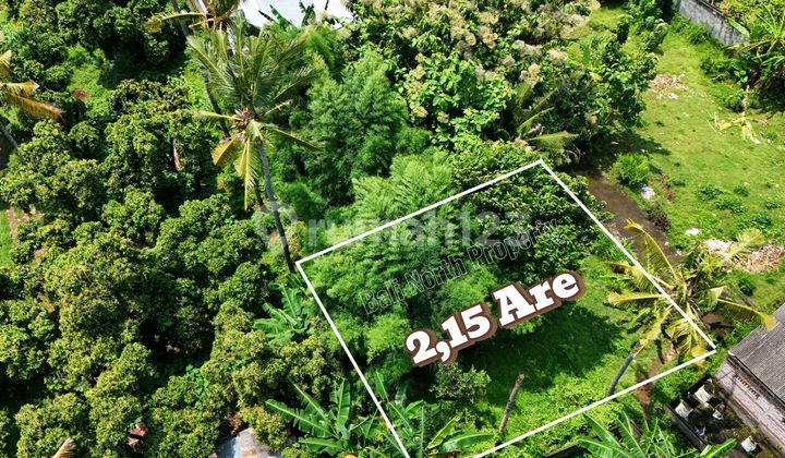 Premium Land For Sale In Lovina North Bali Premium Land For Sale In Lovina North Bali