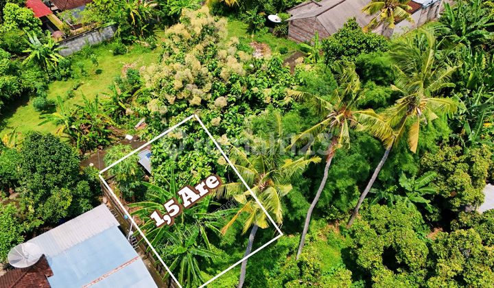 Premium Land For Sale In Lovina North Bali Premium Land For Sale In Lovina North Bali
