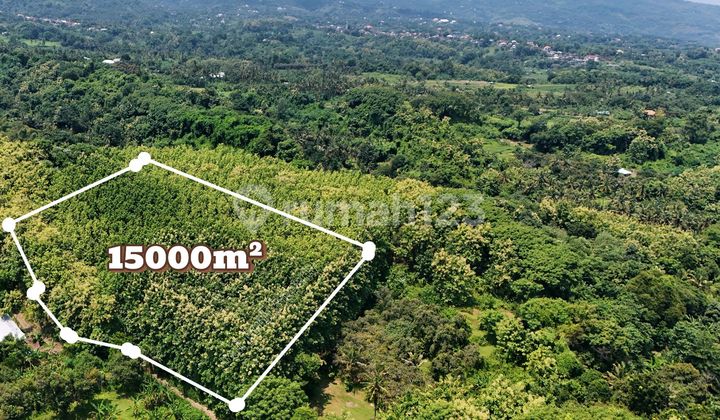 Dijual Tanah Super Murah Dikawasan Lovina Bali Utara