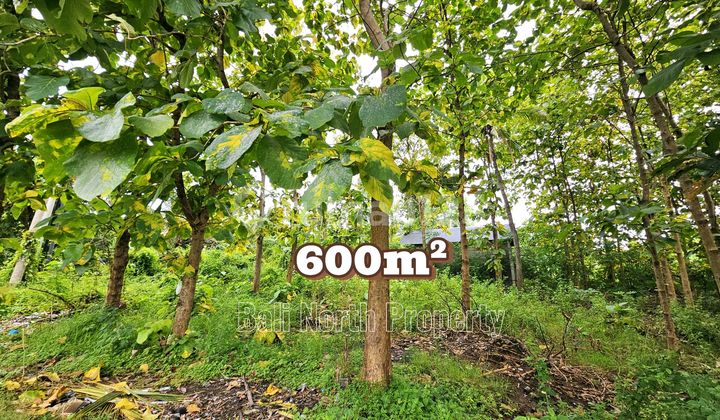 Exclusive Corner Land For Sale In Lovina North Bali