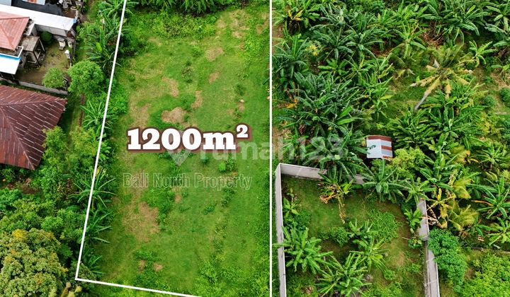 Di Jual Tanah Premium di Kawasan Lovina Buleleng Bali Utara