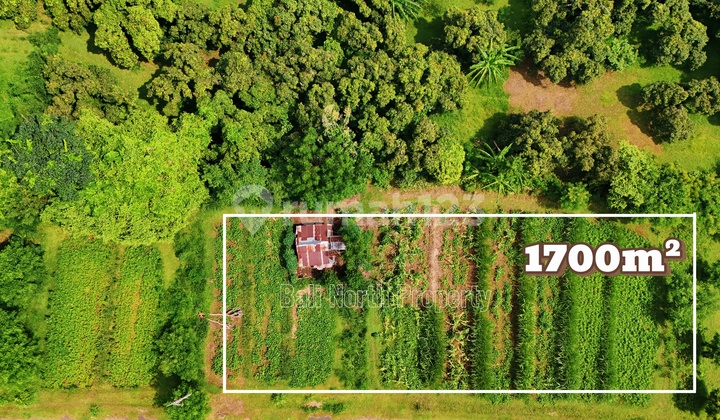 Tanah, SHM, di Lovina Tanah, SHM, di Lovina