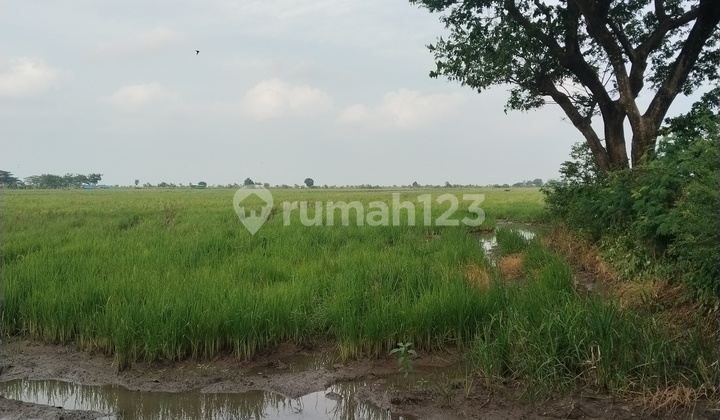 Jual Tanah di Kapetakan Kabupaten Cirebon Jual Tanah di Kapetakan Kabupaten Cirebon