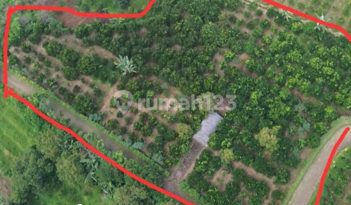 Kebun Jeruk Bumiaji Batu