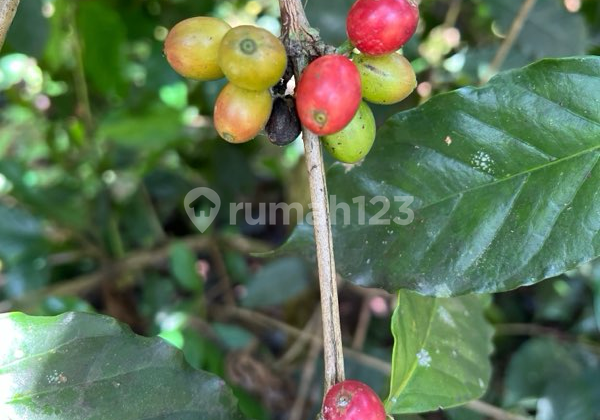 Prime Location Land with Beautiful Scenery by the Main Road in Kumpay Village, Subang.