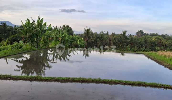 Land for Sale in North Kedungu, Rice Field and Villa/Housing Area