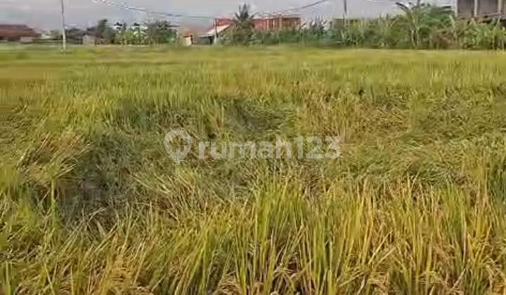 For Rent Tanah Seseh Mengwi Zona Pink Ada 2 Tanah