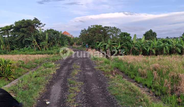 Dijual Tanah di Utara Kedungu, Lingkungan Sawah dan Villa/Perumahan Dijual Tanah di Utara Kedungu, Lingkungan Sawah dan Villa/Perumahan